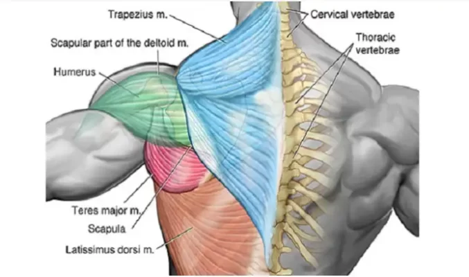آناتومی عضلات زیر بغل و پشت