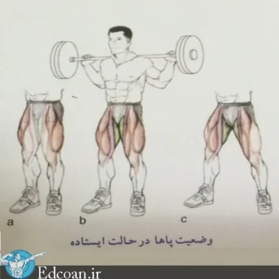 اسکوات هالتر پا باز کدام عضلات را تقویت میکند؟