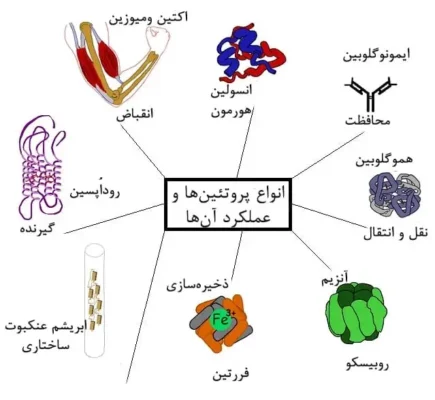 تقسیم بندی پروتئین ها از لحاظ ترکیب ساختمانی آنها