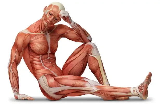 عضلات بدن  (Muscular System)