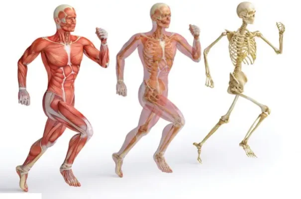 ریکاوری پس از دوره با آنتونی رابرتز (حتما بخونید)