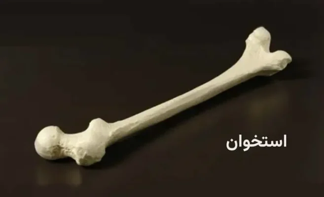 استخوانها