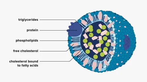 اهمیت لیپیدهای قطبی در ساختمان لیپوپروتئین‌ها