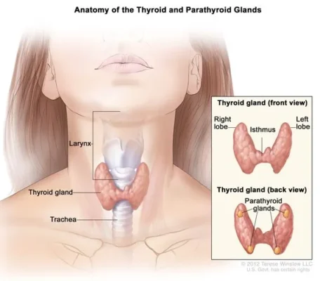 آشنایی با فیزیولوژی غده تیروئید (Thyroid gland )