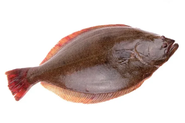 ماهی هالیبوت برای درمان ریزش مو