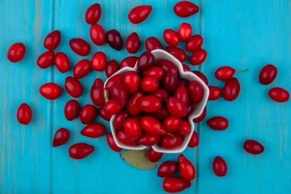 زغال اخته ، آنتی اکسیدانی قدرتمند