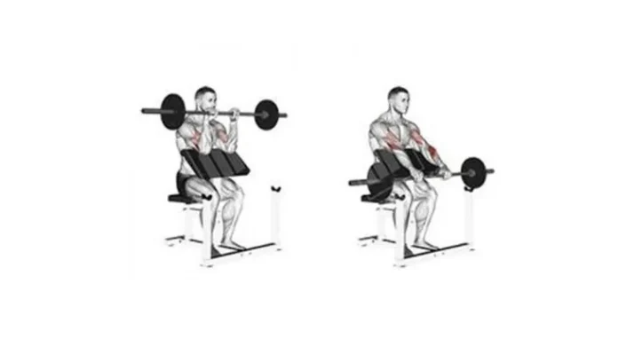 ساعد با هالتر روی میز لاری