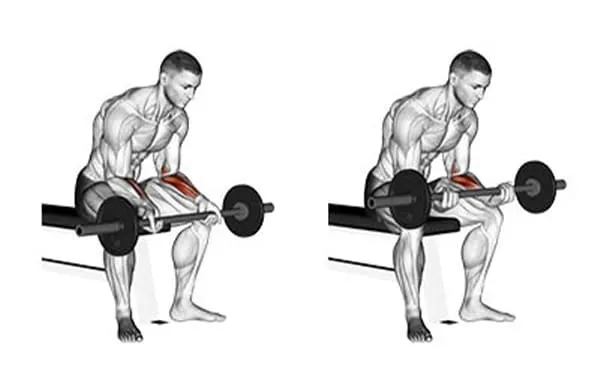 مچ با هالتر