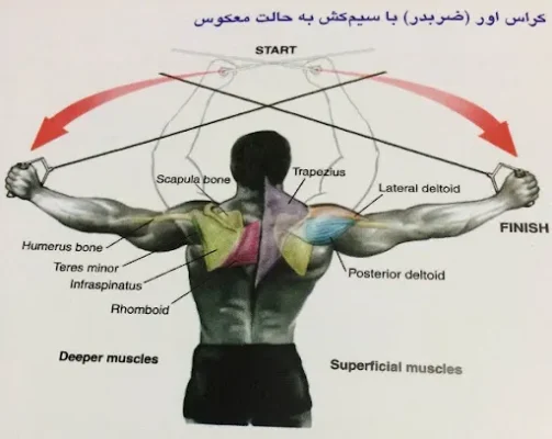 کراس اور معکوس