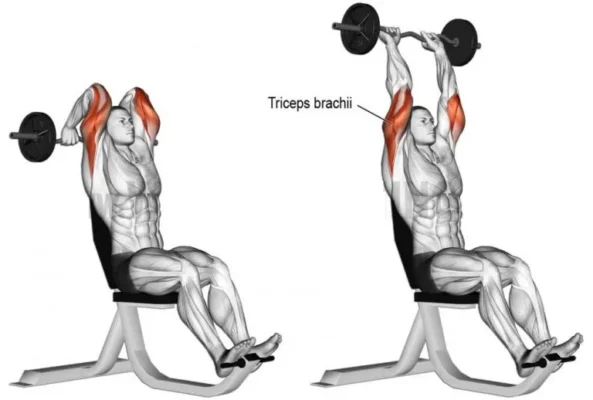 پشت بازو هالتر(فرانسوی)