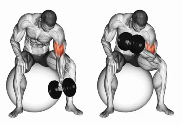 آموزش حرکت جلو بازو با دمبل تمرکزی