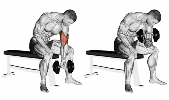 Dumbbell-concentration-curl