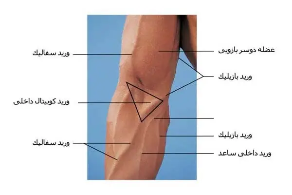 آناتومی ساعد
