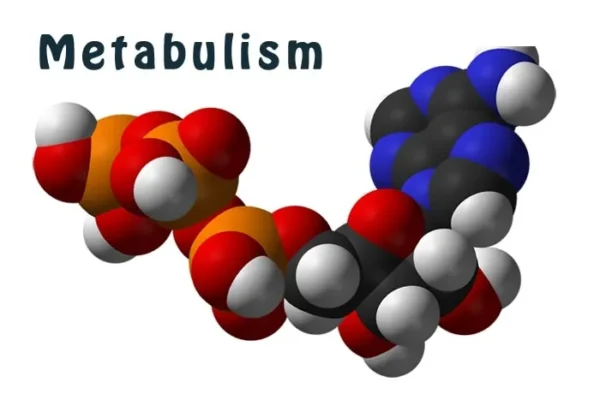 چگونه کاهش سرعت متابولیسم اتفاق میدهد