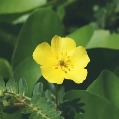 بررسی سایر مزایای تریبولوس